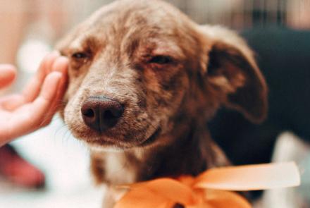 Animal care services occupations n.e.c.