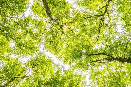 Conservation and environmental associate professionals