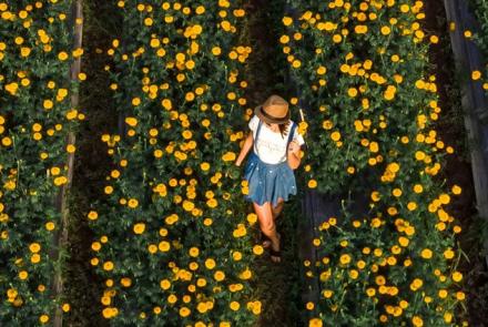 Gardeners and landscape gardeners