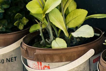 Horticultural trades